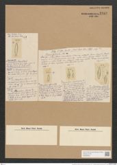 Pleurosiphonia sp. Ehrenb. (de-Toni-Nr.: Genus 28, Species 1300 - 1306) Zeichnungen Sammlung Grunow Nr. 2482 (NHMW-BOT-W0369664)